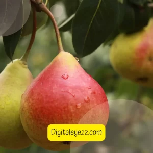 Pears fruits health benefits