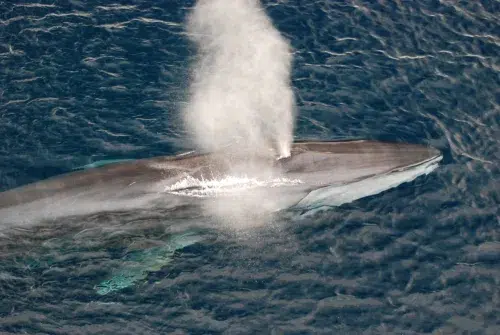 The vocalizations of whales have the potential to be utilized for mapping the topography of the seafloor.