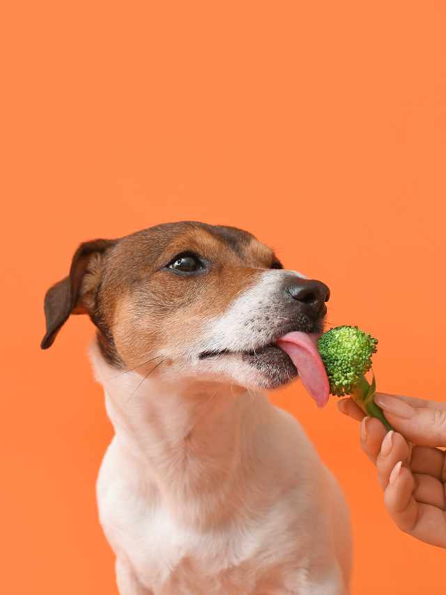 Can dogs eat broccoli? 10 Fascinating Facts.